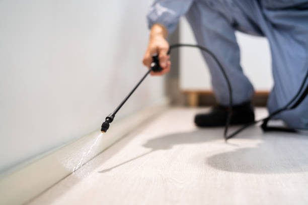 Professional exterminator conducting IPM assessment in Big Stone Gap